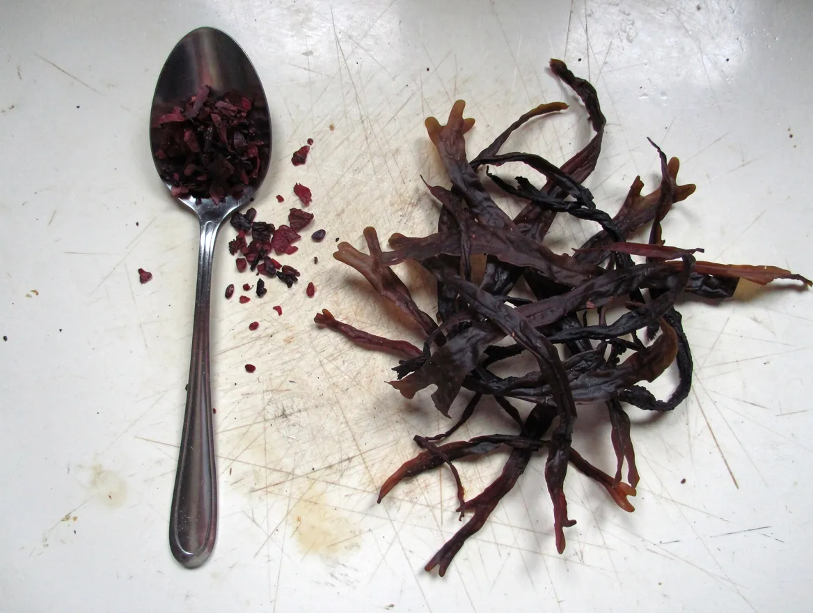 Ein Teelöffel mit roten Dulse-Flocken neben einem Knäuel ganzer getrockneter Dulse auf einer weißen Arbeitsplatte